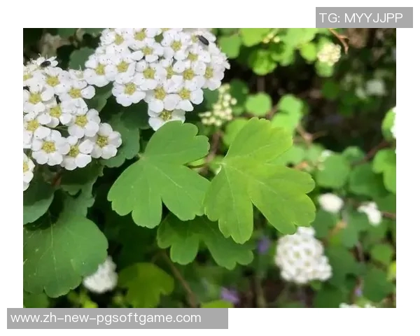 pg赏金船长下载网址-赏金船长下载攻略—pg游戏下载新体验-pg赏金船长下载网址